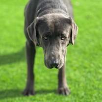 Thumbnail photo of Rooney #4