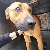 Thumbnail photo of Rudy #4