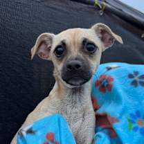 Thumbnail photo of Brownie #2