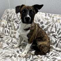 Thumbnail photo of Sparky #3