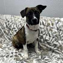 Thumbnail photo of Sparky #4