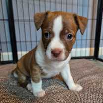 Thumbnail photo of CT Ditalini avail Dec 27 #1