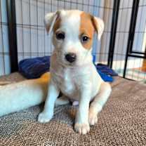 Thumbnail photo of CT Fettuccine avail Dec 27 #1