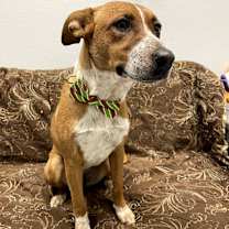 Thumbnail photo of Jade #4