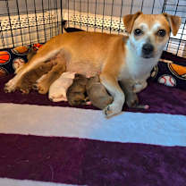 Thumbnail photo of CT Cavatappi avail Dec 27 #2