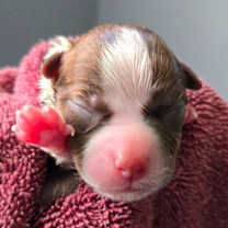 Thumbnail photo of CT Ditalini avail Dec 27 #2