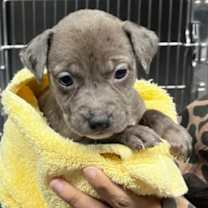 Thumbnail photo of CT Dewhurst avail Dec 27 #2