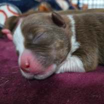 Thumbnail photo of CT Ditalini avail Dec 27 #3