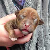 Thumbnail photo of CT Ravioli avail Dec 27 #4