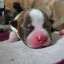 Thumbnail photo of CT Ditalini avail Dec 27 #4