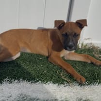 Thumbnail photo of Cinnamon #2