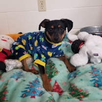 Thumbnail photo of Schroeder #1