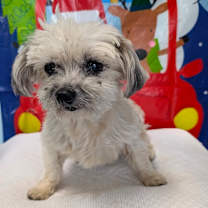 Thumbnail photo of Maggie #3