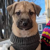 Thumbnail photo of Sparky #2