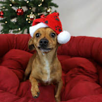 Thumbnail photo of Rusty #2