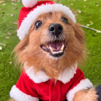 Thumbnail photo of Foxy #1