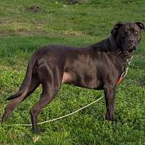 Thumbnail photo of Chester #1