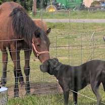 Thumbnail photo of Chester #3