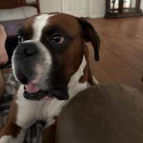 Thumbnail photo of Tyson #1