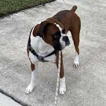 Thumbnail photo of Tyson #2