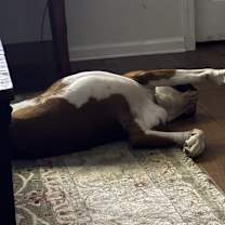 Thumbnail photo of Tyson #4