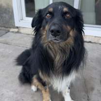 Thumbnail photo of Loki #1