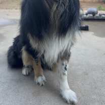 Thumbnail photo of Loki #3