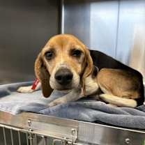 Thumbnail photo of Elmer #2