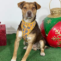 Thumbnail photo of Miel #3