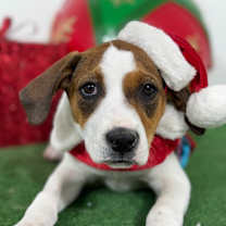 Thumbnail photo of Suki #1