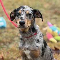 Thumbnail photo of Nala #1