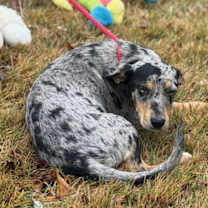 Thumbnail photo of Nala #2