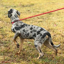 Thumbnail photo of Nala #3