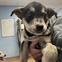 Thumbnail photo of Adair-adopted #2