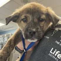 Thumbnail photo of Atlee-adopted #1