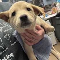 Thumbnail photo of Avery - ADOPTED #1