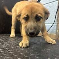 Thumbnail photo of Birch- ADOPTED! #2