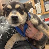 Thumbnail photo of Blairis - ADOPTED #2