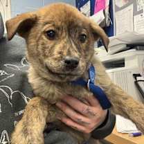 Thumbnail photo of Cornstarch - ADOPTED #1