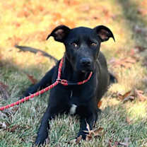 Thumbnail photo of Toby #1