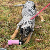 Thumbnail photo of Nala #4