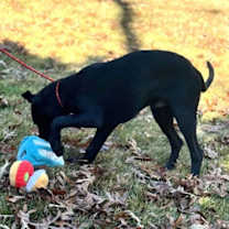 Thumbnail photo of Toby #4