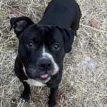 Thumbnail photo of Huey #1