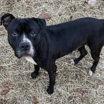 Thumbnail photo of Huey #2