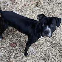 Thumbnail photo of Huey #3