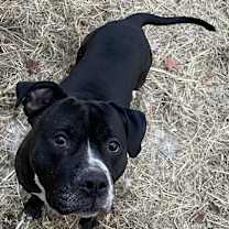 Thumbnail photo of Huey #4