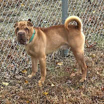 Thumbnail photo of Gucci #4