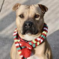 Thumbnail photo of Cookie #1