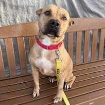 Thumbnail photo of Cookie #3