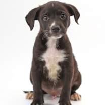 Thumbnail photo of Rascal #3